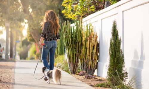 We welcome your pet family a person walking a dog